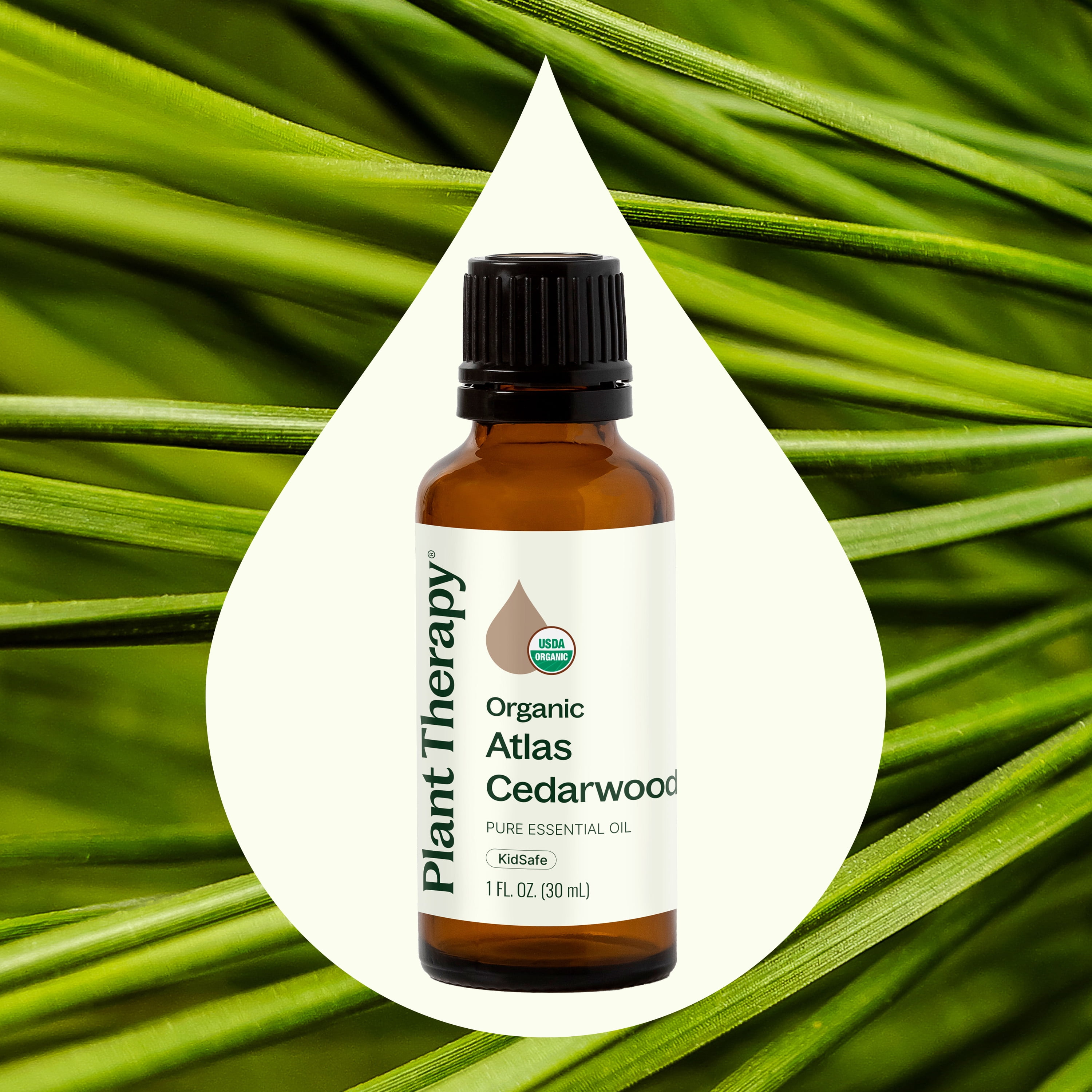 Plant Therapy Organic Atlas Cedarwood Essential Oil 100% Pure, USDA Certified Organic, Undiluted, Natural Aromatherapy 30 mL (1 oz)