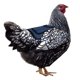 thumbnail image 2 of ZHAOCHENG Silla de montar para pollo de primera calidad, correas ajustables adecuadas para gallinas pequeñas, medianas y grandes, protector para aves de corral, protector, delantal, suministros, produ, 2 of 5