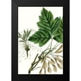 thumbnail image 2 of Nuttall, Thomas 13x18 Black Modern Framed Museum Art Print Titled - California Box Elder, 2 of 5