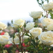 Heirloom Roses - Irish Hope™ English Legend Yellow Rose Bush - Flowers For Garden