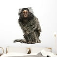 thumbnail image 1 of Common Marmoset Wall Decal by Wallmonkeys Peel and Stick Graphic (48 in H x 45 in W) WM30777, 1 of 4