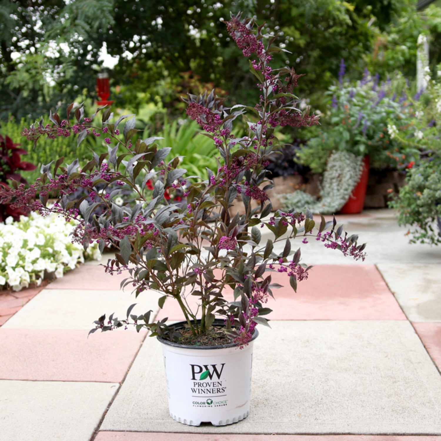 Proven Winners ColorChoice 6" Pearl Glam Beautyberry Live Plant in 7.5" Pot