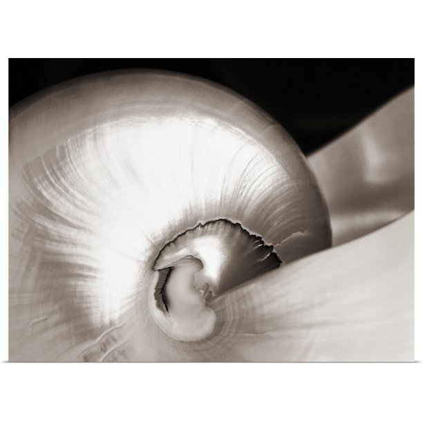 Great Big Canvas Close Up Of Shiny Nautilus Shell Art Print Walmart Com Walmart Com