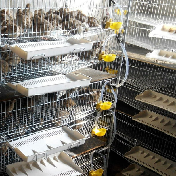 Pigeons Économiques Abreuvoir de Caille Bol à Boire, Système d'Arrosage d'Oiseau Léger Volaille