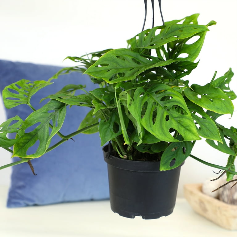 food for palm plants Palm Food – The Tree Place TX main image 1