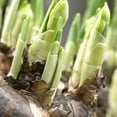 thumbnail image 4 of Daffodil, Narcissus Double Mix, (10 Bulbs) Top Size 14/16 cm.Now Shipping !, 4 of 5