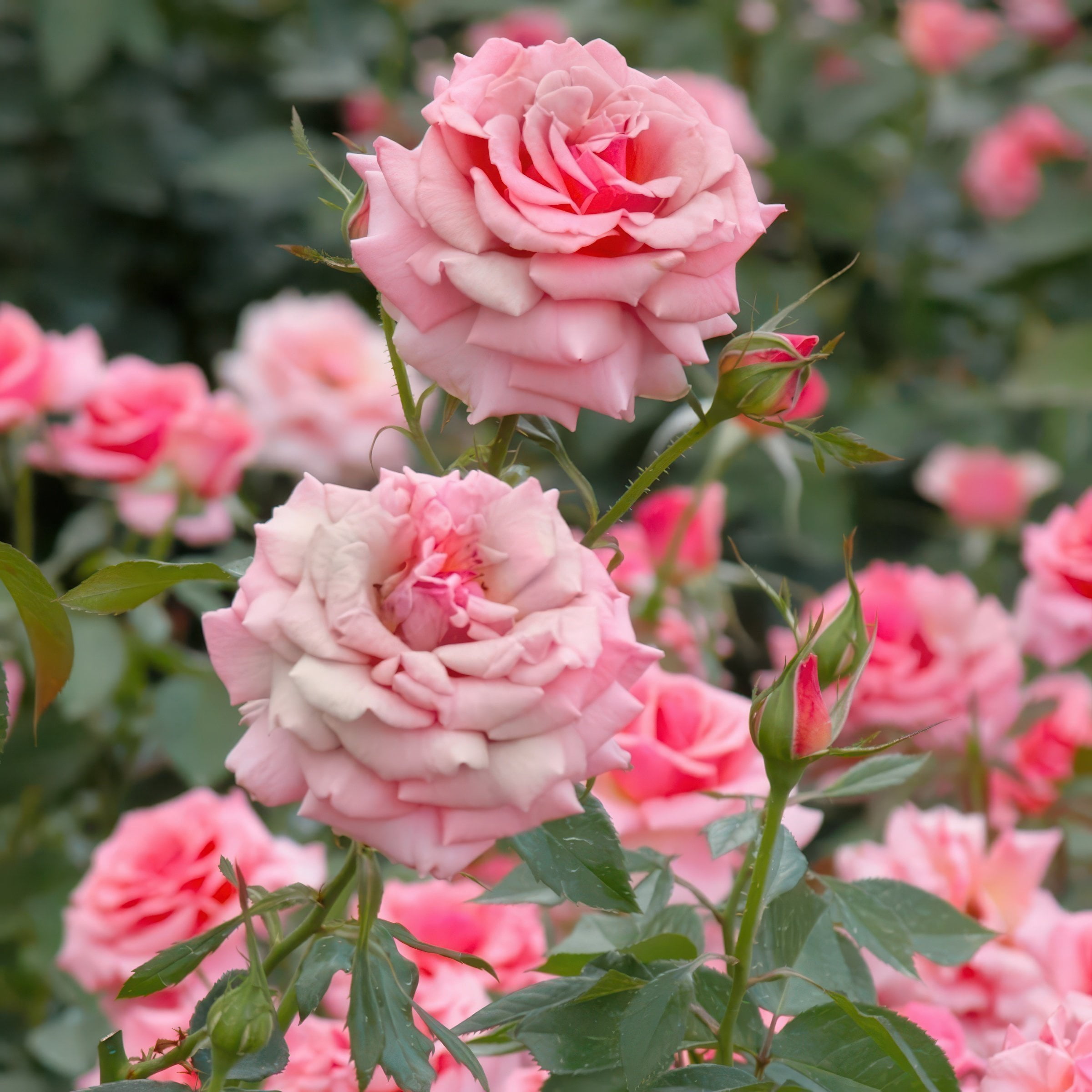 National Plant Network Bare Root First Prize Rose (5-Pack)