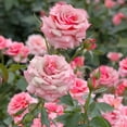 thumbnail image 2 of National Plant Network Bare Root First Prize Rose, 2 of 10