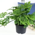 ELEMENT BY ALTMAN PLANTS 6" Swiss Cheese Plant Monstera Adansonii Live