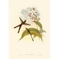 thumbnail image 2 of Gould, John 24x32 White Modern Wood Framed Museum Art Print Titled - Small Gould Hummingbird III, 2 of 4