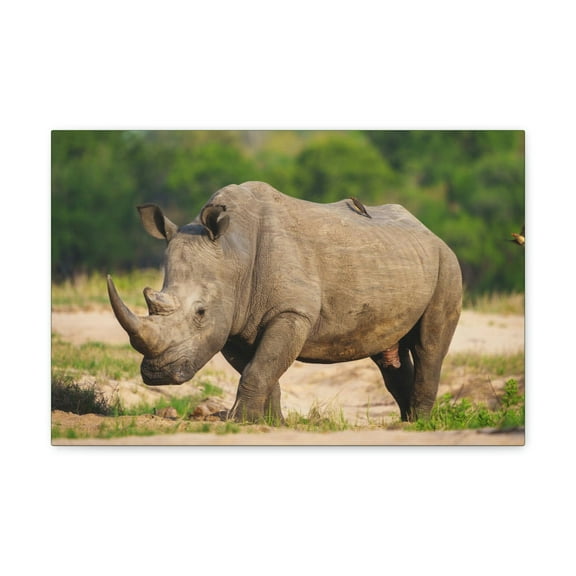 Majestic Rhinoceros Art Majestic Rhinoceros Print Animal Wall Art Wildlife Canvas Prints Wall Art Ready to Hang Unframed