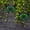 Green, variant on cpengpj Patio Furniture Set Outdoor Garden Butterfly Metal Art Decorations, Set of 4 Rust-Proof Iron Yard Stakes with Powder Coating for Backyard Patio Gift