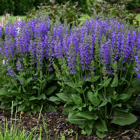 Midnight Model - Salvia Fashionista® - Meadow Sage - Quart Pot - No Shipping to Washington State