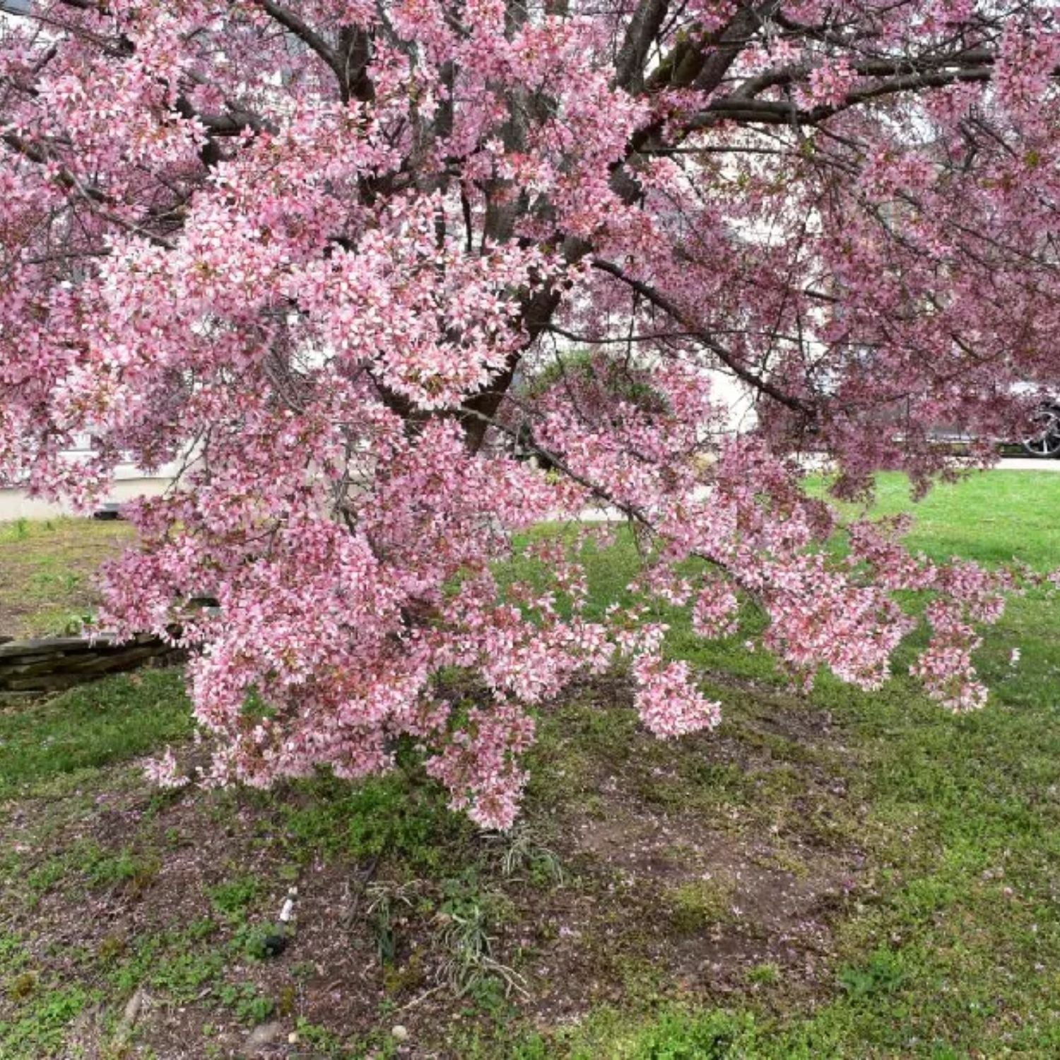 Expert Gardener 3-4 ft. tall Transcendent Crabapple Live Tree in 7-Gallon Grower Pot