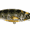 Yellow, variant on LiveTarget Lures Koppers Live Target Yellow Perch Medium Dive Crankbait, 3-5/8"