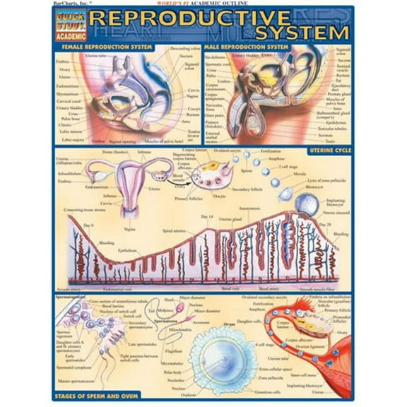 BarCharts- Inc.  Reproductive System