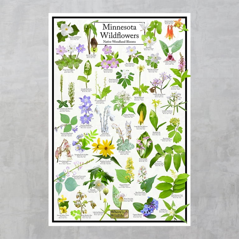 マドンナ　カレンダー&POSTER BOOK＆LOOK BOOK SERIES Minnesota Wildflowers Poster - Native Woodland Blooms