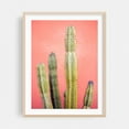 thumbnail image 2 of Marrakech Pastel Cacti - Travel Photography - Marrakesh Marrakesh-Safi Morocco Photography Cactus Desert Botanical Nature Minimalist Pastel Tropical Unframed Wall Art Print 30 x 40 inches, 2 of 4