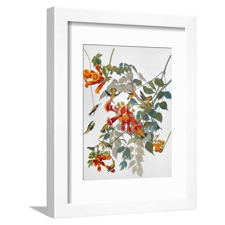 audubon hummingbird framed james john