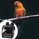 thumbnail image 4 of Bolsa de hombro para pájaros, portátil, antideslizante, con cojín inferior para mascotas GRANAPACK Negro, 4 of 7