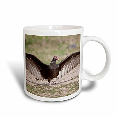 

3dRose Turkey Vulture bird (Cathartes Aura) warming - US44 LDI0494 - Larry Ditto Magic Transforming Mug 11oz
