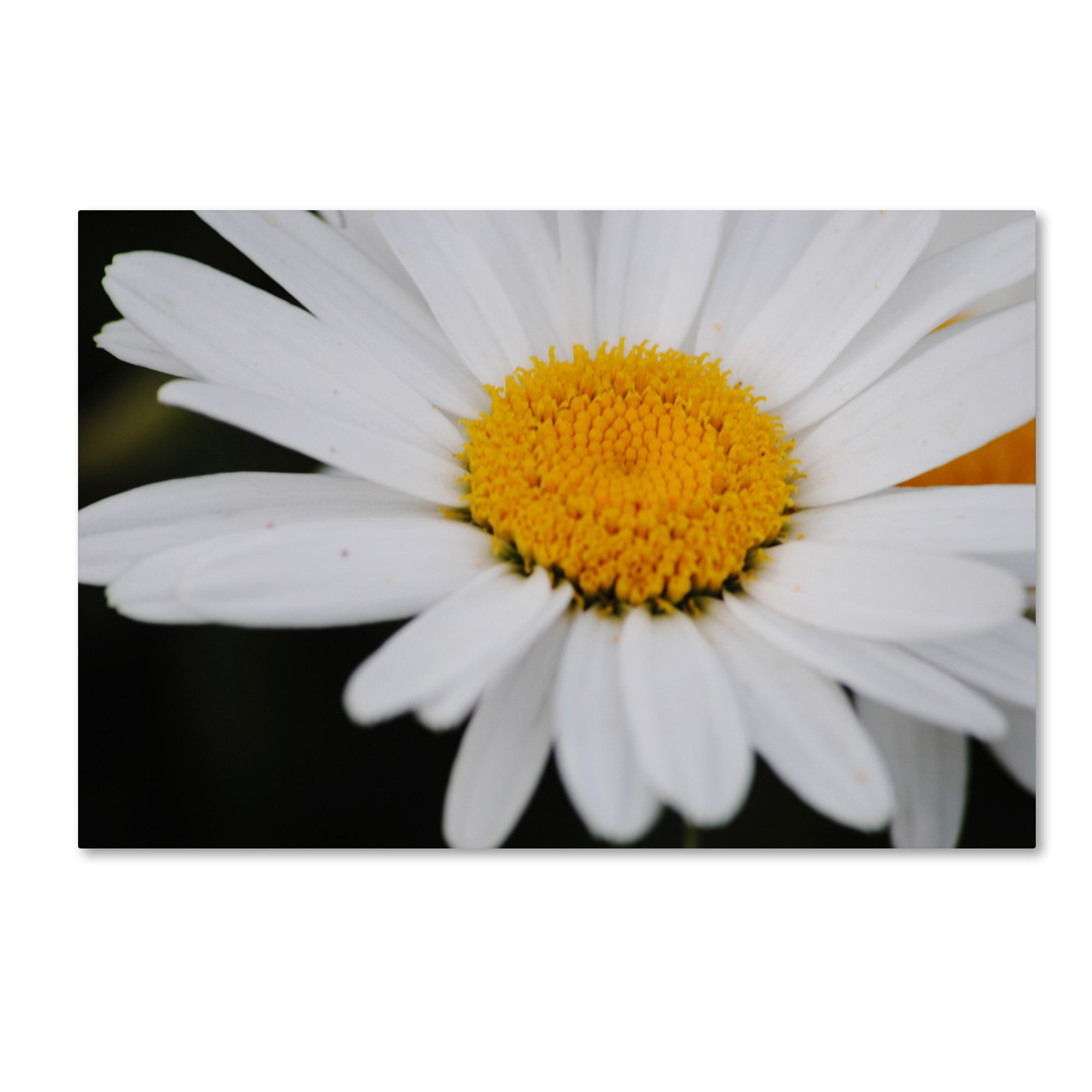 Trademark Fine Art "Sweet Splendor" Canvas Art by Monica Mize