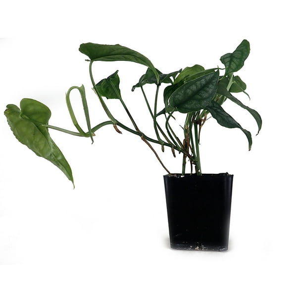 Monstera Siltepecana Swiss Cheese Plant Walmart Com Walmart Com