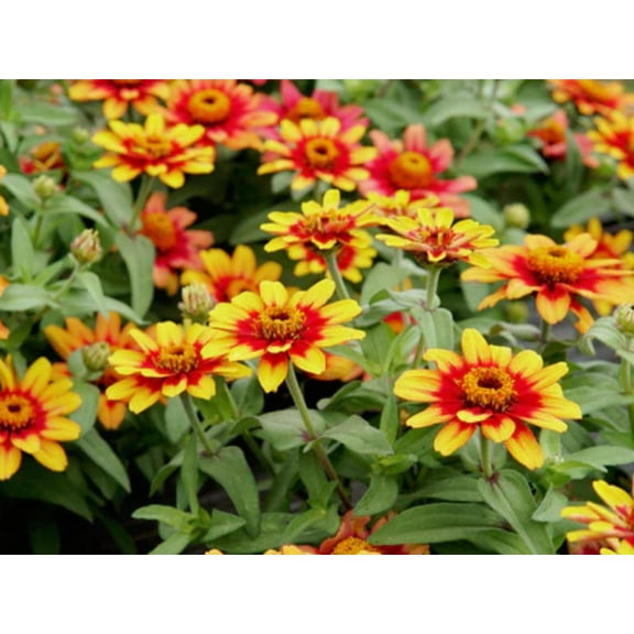 30 Zinnia Seeds Pack | Profusion Red Yellow Bicolor | Open-Pollinated Flower Seeds for Planting