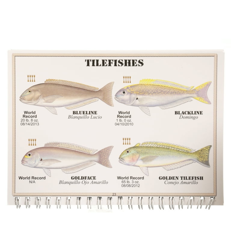 Saltwater Fish Species