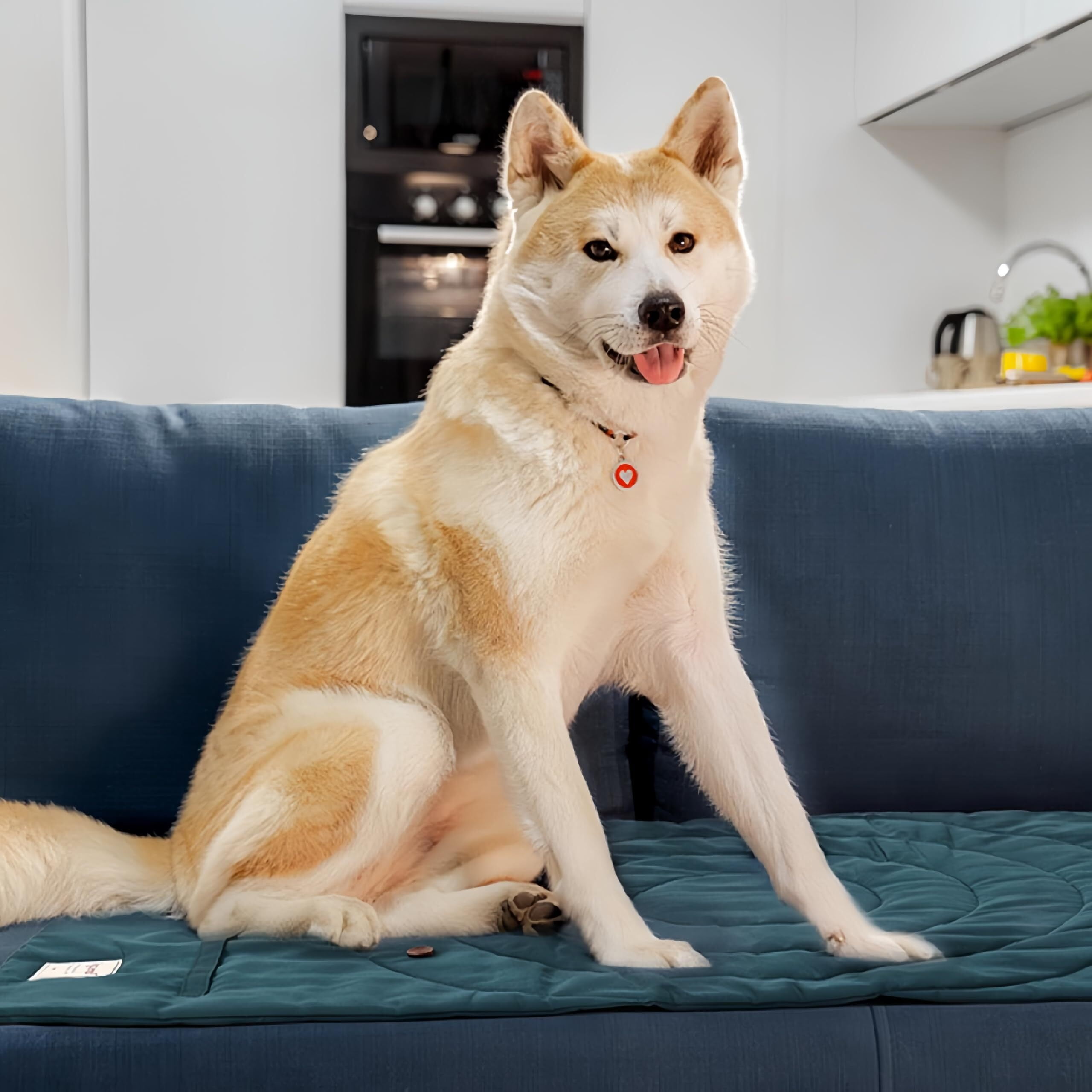 Dog Travel Mat, Travel Outdoor Dog Mat, Waterproof Outdoor Dog Bed, 37.4" x 25.6" Dog Bed Mat, Foldable Dog Bed, Camping Outdoor Dog Bed, Outdoor Foldable & Waterproof Trail Pup Travel Pillow Mat