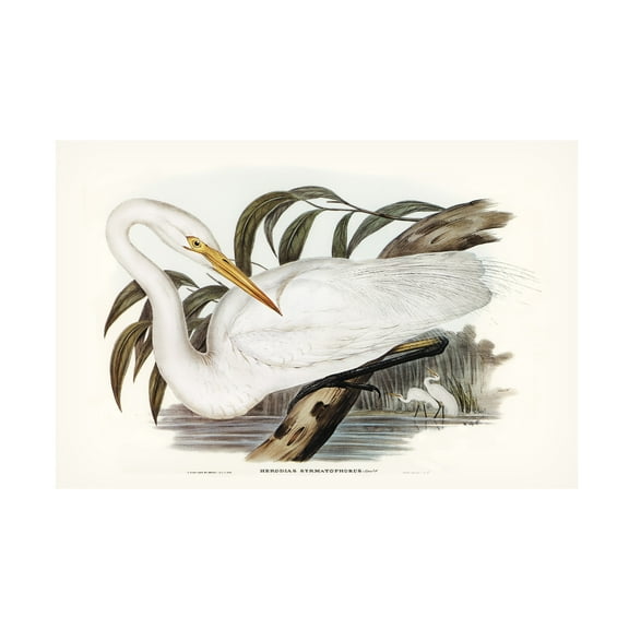 Trademark Fine Art Elizabeth Gould  Majestic Waterbird I Canvas Wall Art