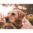 thumbnail image 4 of Soporte para collar de perro Airtag (paquete de 2) Compatible con Apple Soporte para collar de gato Airtag, soporte Air Tag para collar de mascota, funda Air Tag para rastreador GPS (rosa * morado cla, 4 of 5