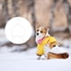thumbnail image 2 of 10 perchas de PP para ropa de perro., 2 of 7