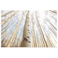 thumbnail image 1 of Great BIG Canvas | Rolled Robert Postma Poster Print entitled Aspen Grove, Yukon, Canada, 1 of 4