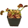 thumbnail image 4 of Tierra para macetas con musgo Sphagnum para plantas carnívoras, orquídeas en macetas, sarracenias, plantas de jarra y más, totalmente natural (2 qt) descuento, 4 of 5