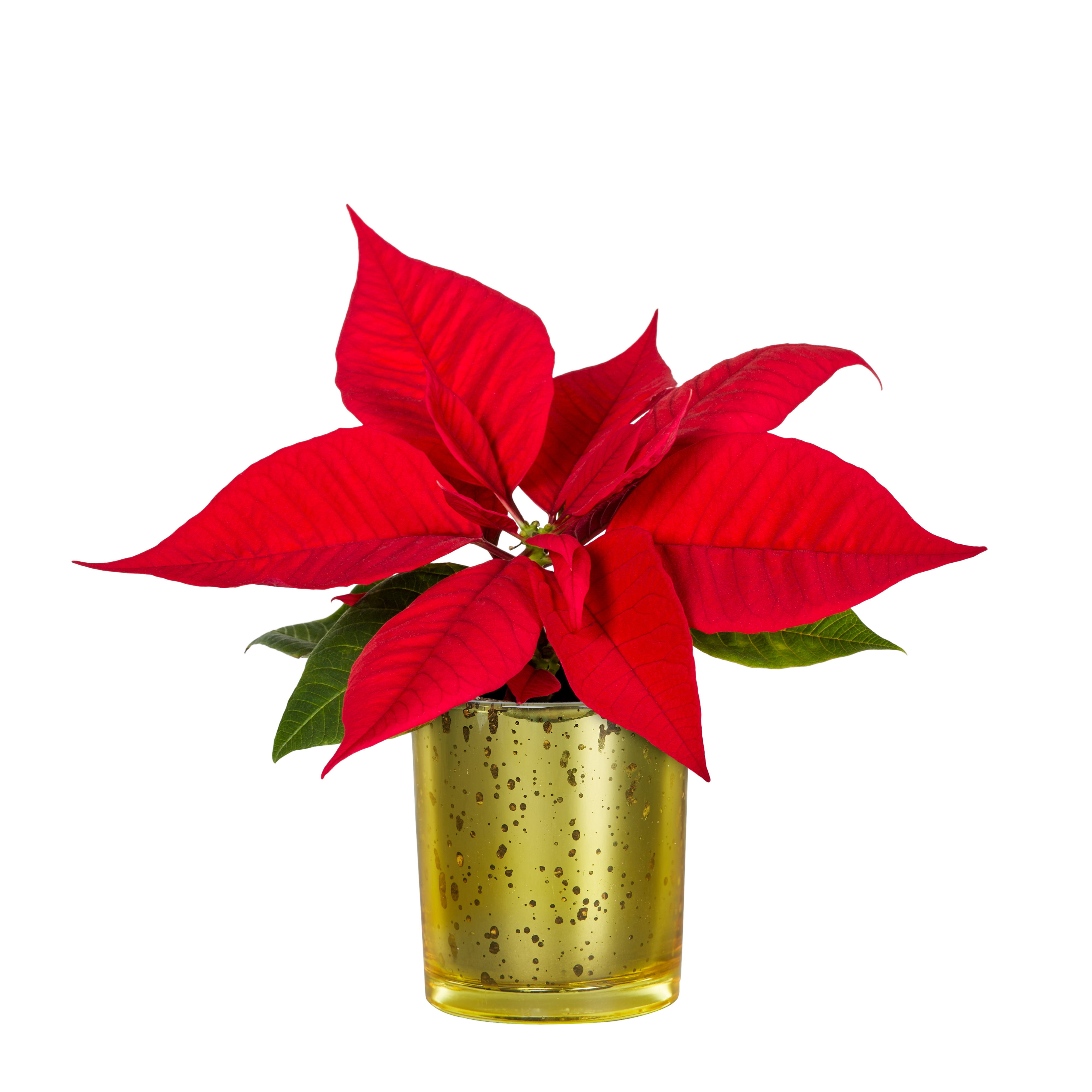 Expert Gardener Indoor Live Plants Mini Poinsettia Red 0.5PT, 1