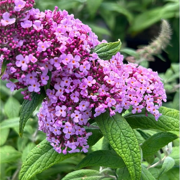 'Pink Delight' Butterfly Bush - Buddleia davidii 'Pink Delight'