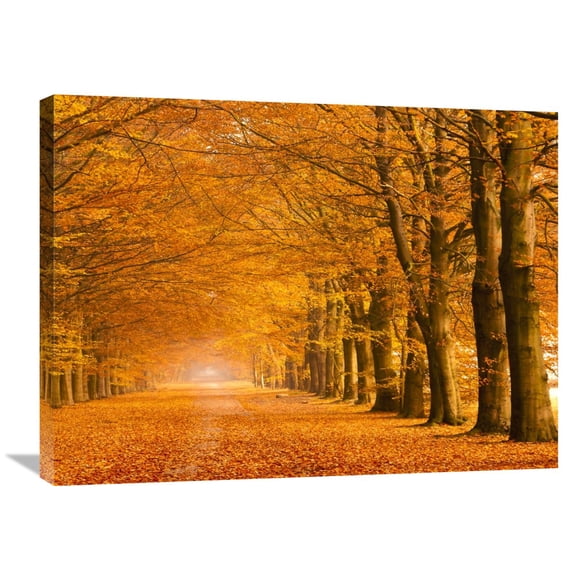 Global Gallery Pangea Images,'Woods in autumn' Stretched Canvas Artwork
