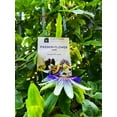 Rare Passion Flower Passiflora MMF7 Passion Vine Maypop Granadilla
