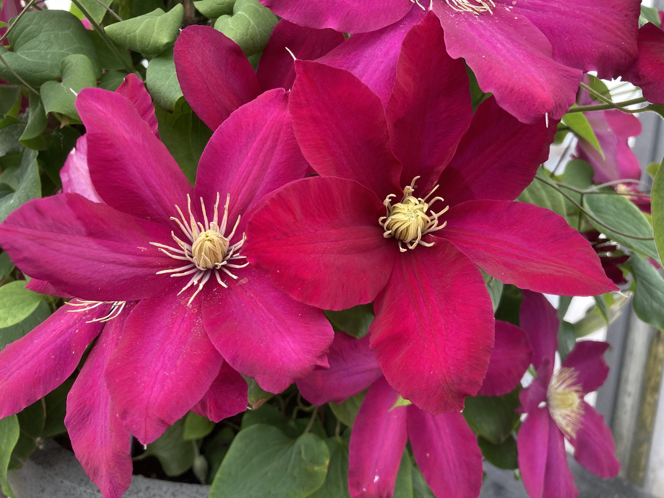 Expert Gardener Asiatic Jasmine (2.5 Quart) Evergreen