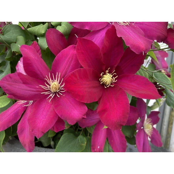 Issey Clematis Vine Perennial - 2.5" Pot