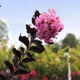 thumbnail image 2 of Expert Gardener 3-4 ft tall Thunderstruck Lavender Skies Crape Myrtle Live Tree in 7-Gallon Grower Pot, 2 of 6