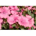 thumbnail image 3 of Seedville 200 Lavatera Trimestris Flower Seeds, 3 of 11
