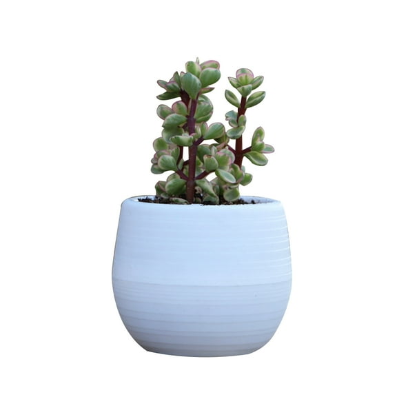 FRCOLOR  Flower Pots for Indoor Plants Succulents Planter Live White
