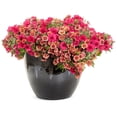 thumbnail image 3 of Proven Winners 4" Orange Superbells Double Vintage Coral Calibrachoa Live Plant in 4.25" Pot (4 Count), 3 of 8