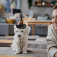 thumbnail image 4 of FONDOTIN 2pcs  Pet Costume Hat Stylish Pumpkin Bat Cats For Parties Festivals And Photos Random Color, 4 of 6