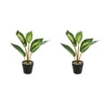 thumbnail image 1 of Wosthever Planta en maceta de tortuga realista, hojas artificiales para sala de estar, dormitorio, sin riego JH5476 JH5476 2piezas, 1 of 6
