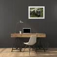 thumbnail image 3 of Morris, Arthur 32x24 White Modern Wood Framed Museum Art Print Titled - Alaska, Nome Musk ox standing in bushes, 3 of 4