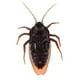 thumbnail image 1 of Juguetes interactivos para padres e hijos, control remoto inalámbrico, truco de araña, cucaracha, hormiga, simulación de insectos de marea, control remoto inalámbrico, 1 of 7