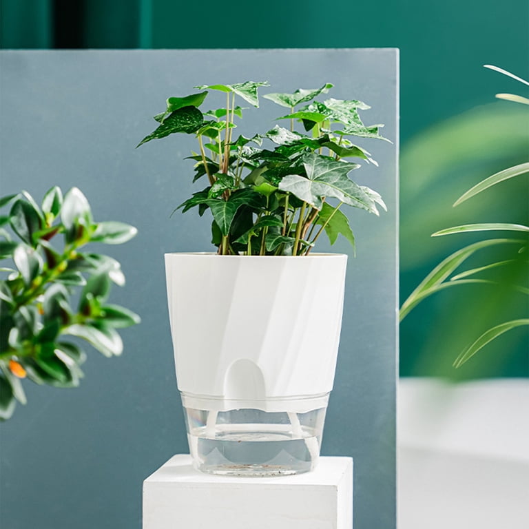 aqua globes dieffenbachia Dieffenbachia Tropic Snow In White Ceramic